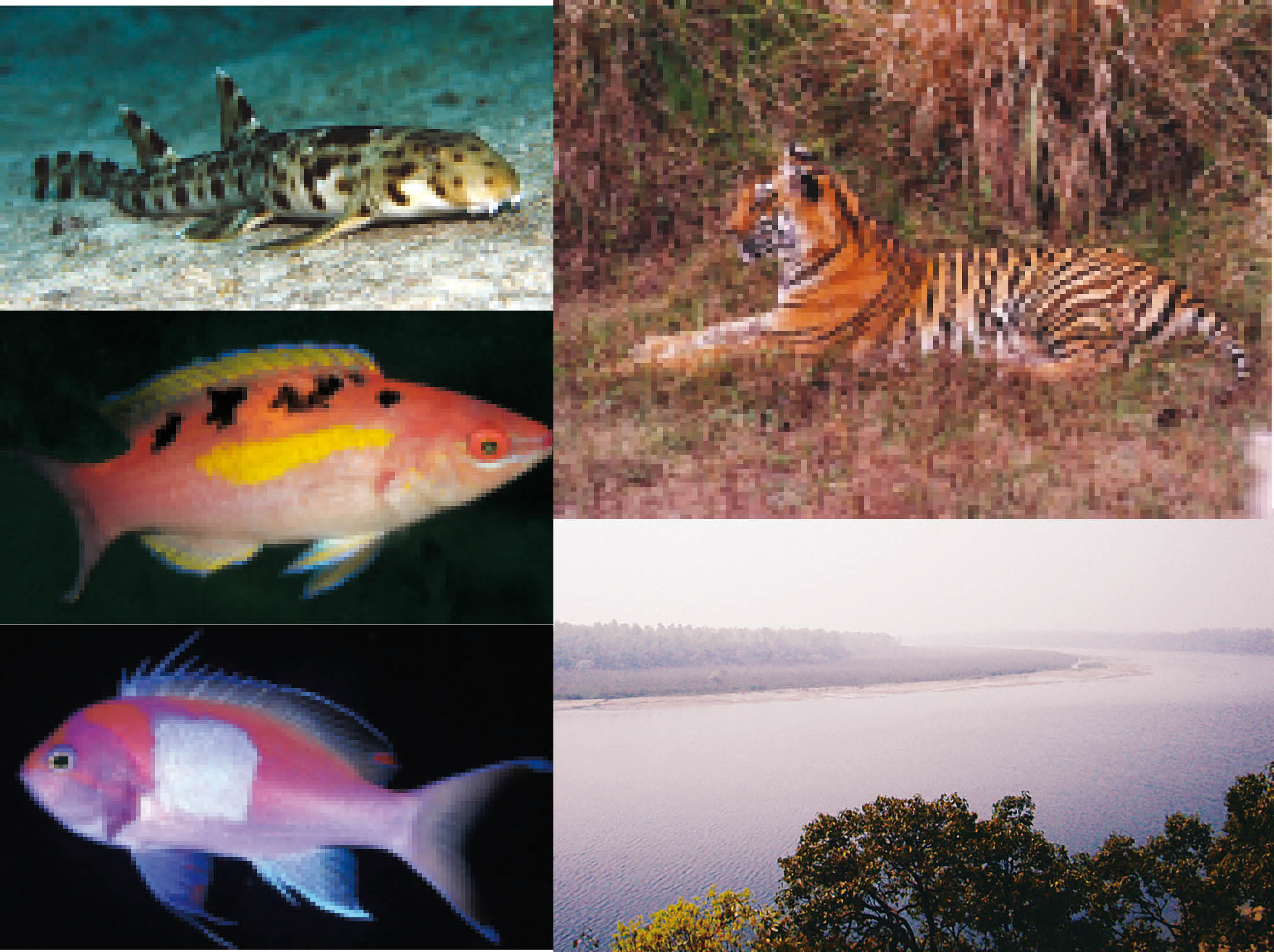 Environmental Briefs